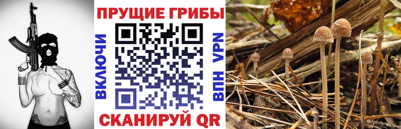 Псилоцибиновые грибы Psilocybe  цены   Багратионовск 